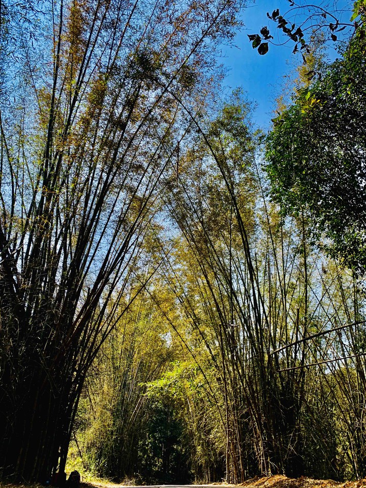 The ark of Nature
