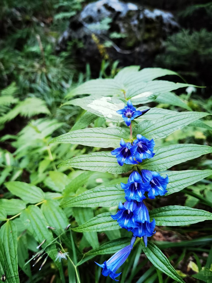 flora