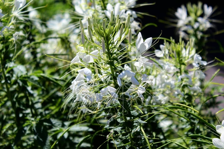 Flowers