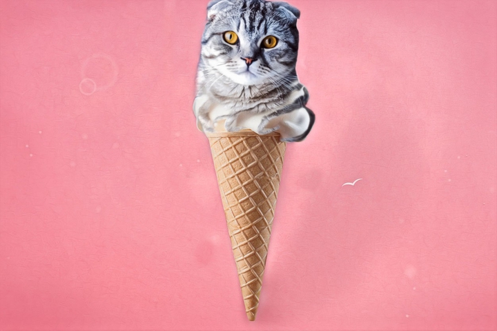 cat