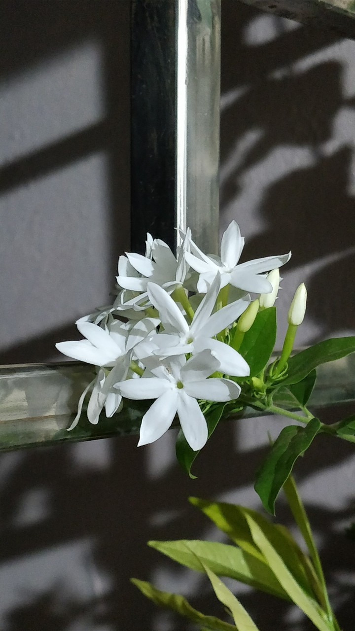 Flower Buds
