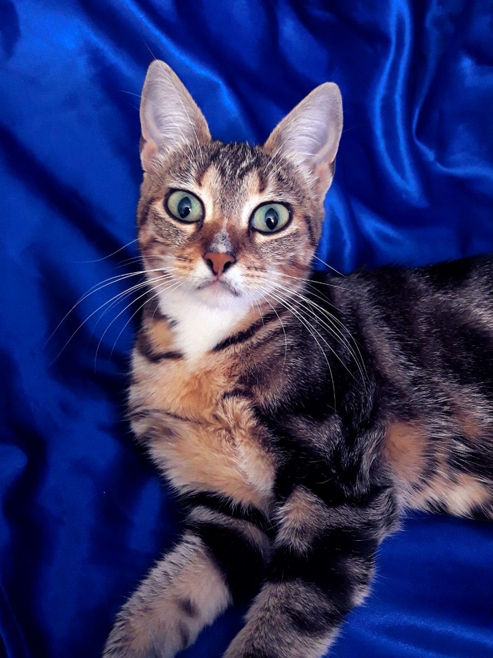 кошка