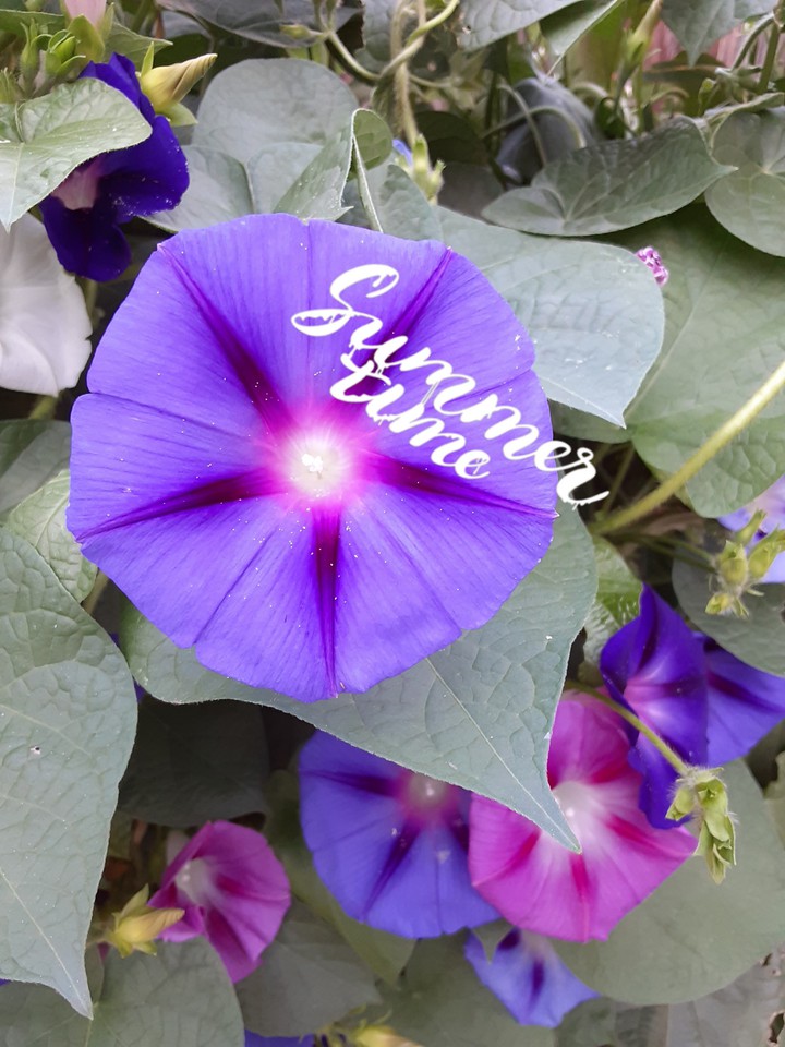 Summer Morning Glories