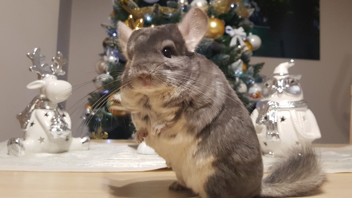Stefan szynszyla chinchilla