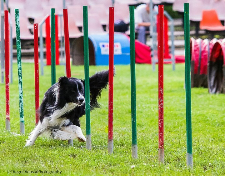 The Border Collie Because There Is No Better Dog