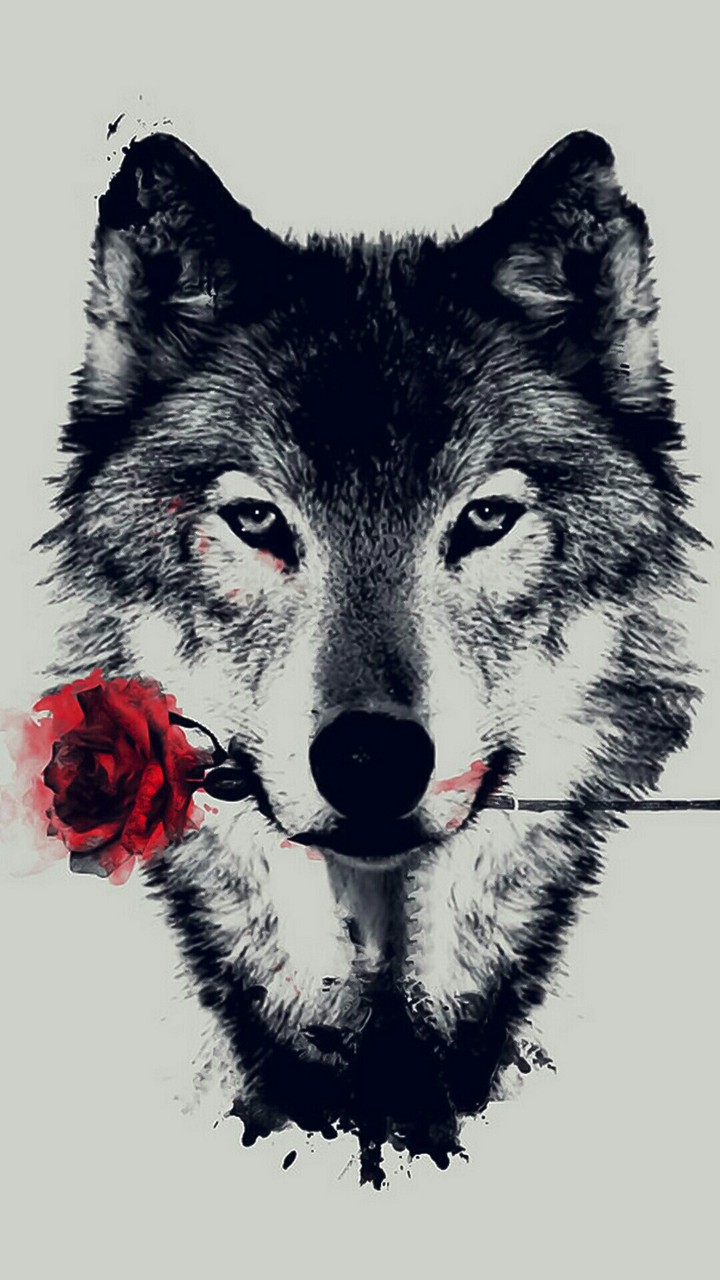 wolf