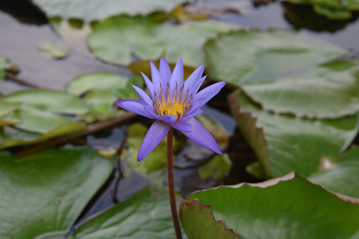 portrait flower