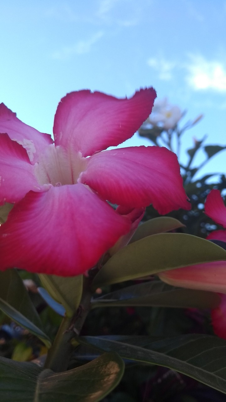 Flor rosa