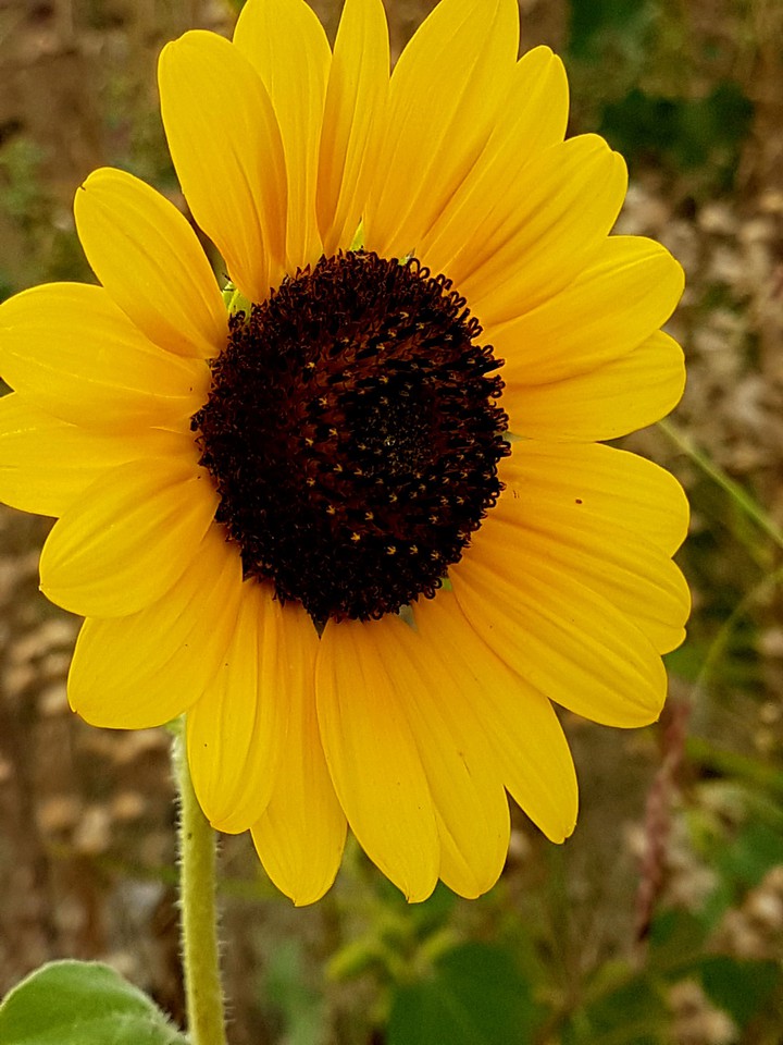 girasole