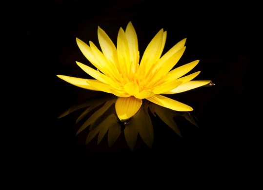 flawer