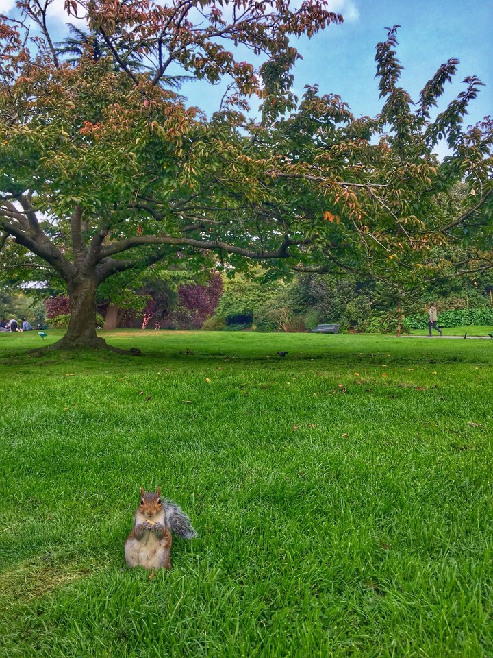 Regent's park
