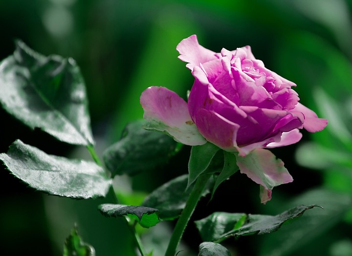 Roses