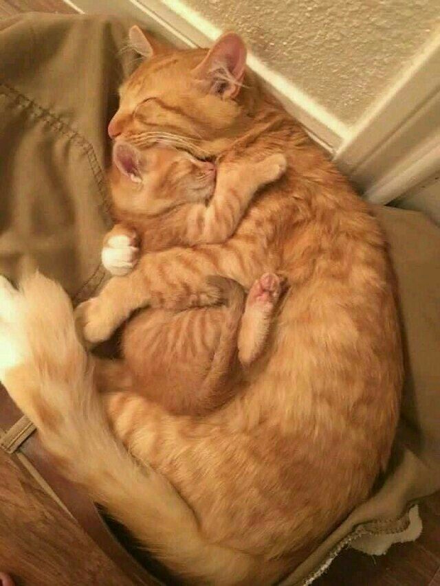 sleeping quietly