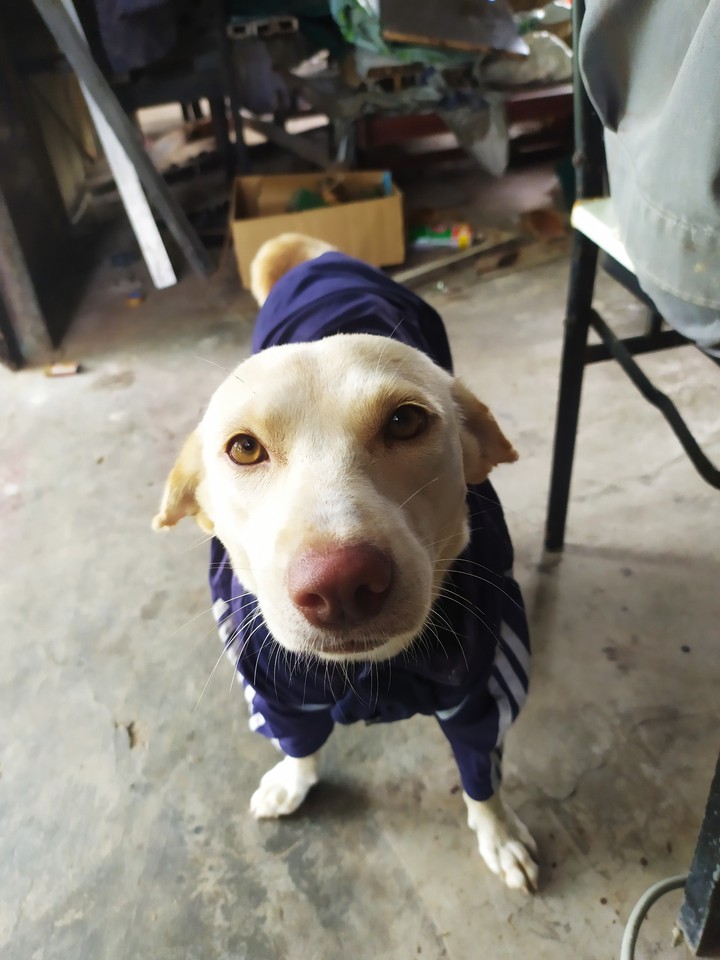 pet