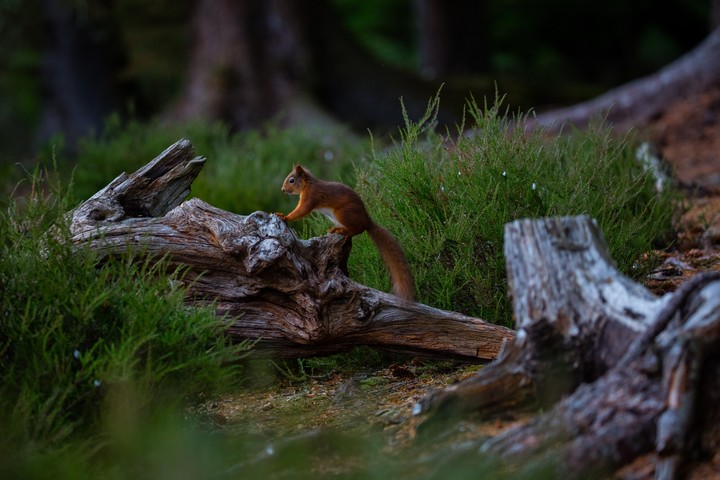 fonds d'écran rodent, wildlife