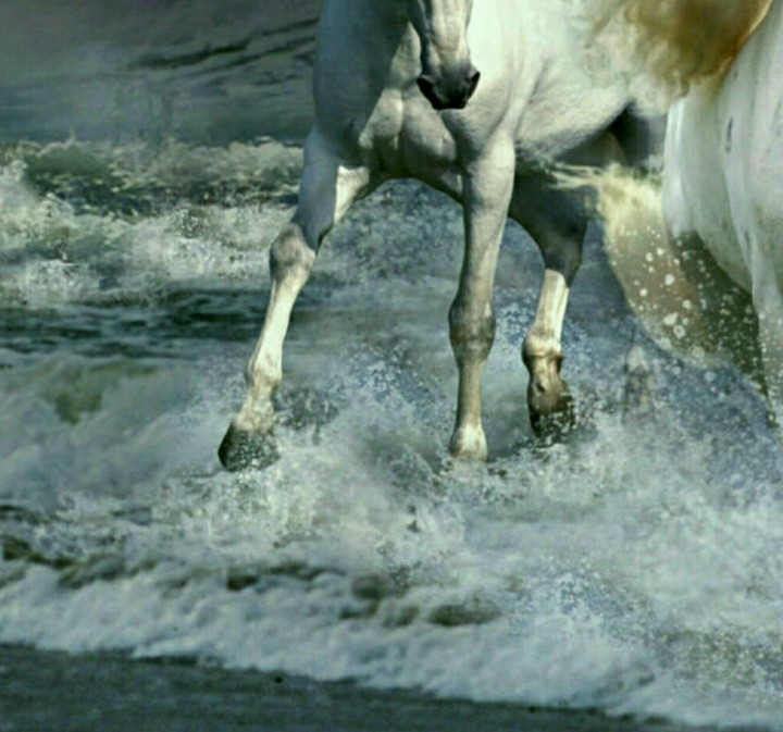 Horses in white.