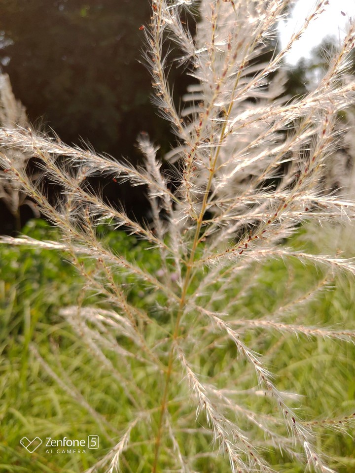 Feather plant