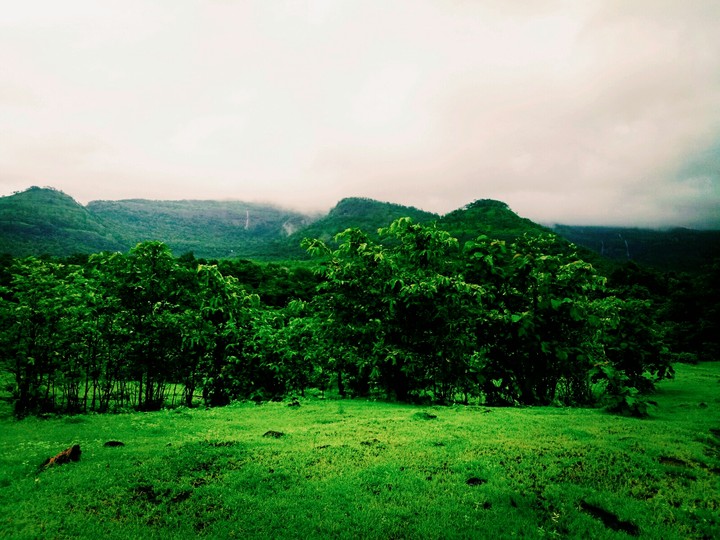 nature green awesome wheather