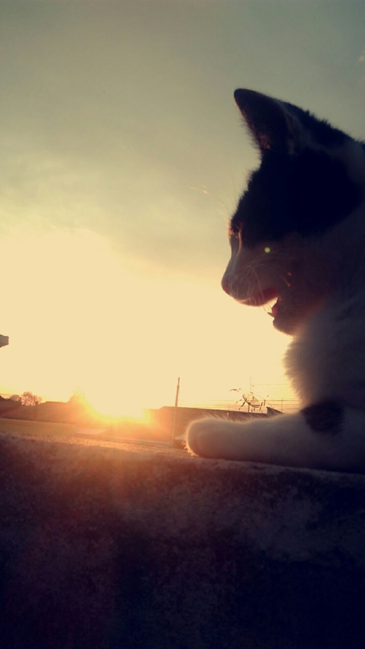 cat