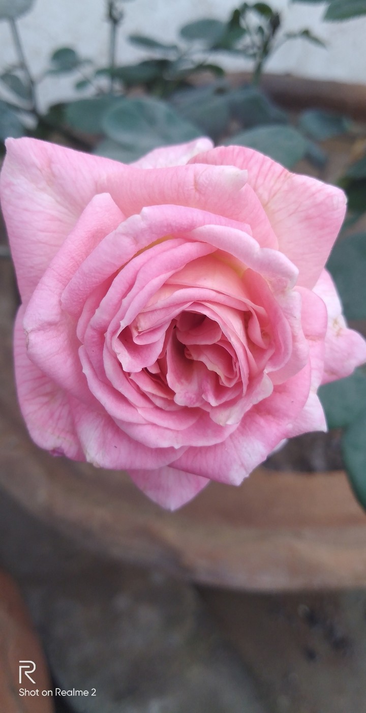#roselove