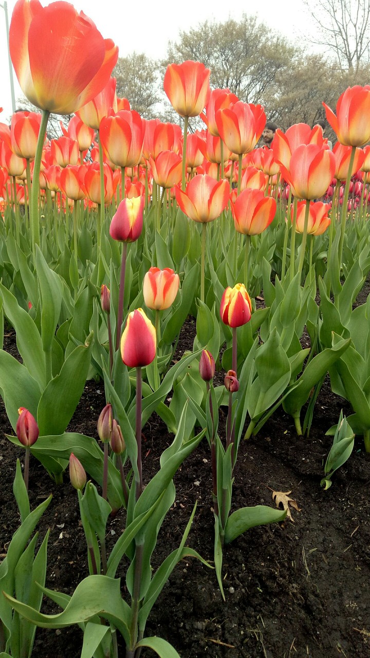 tulips
