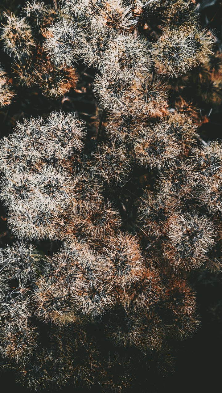 dandelion