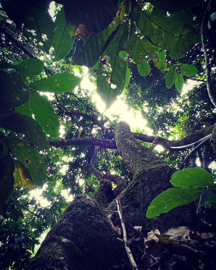 Trees