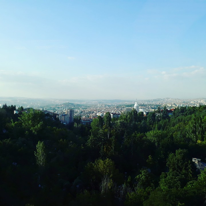 city on the trees
