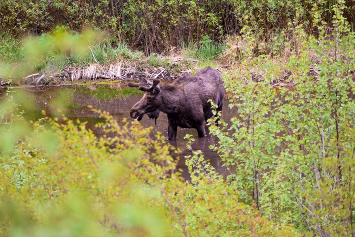 Aspen Moose