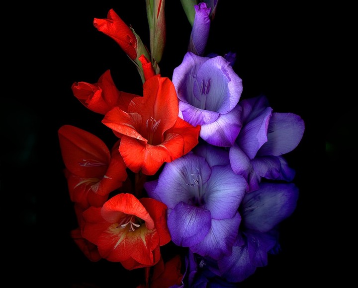 gladiolus