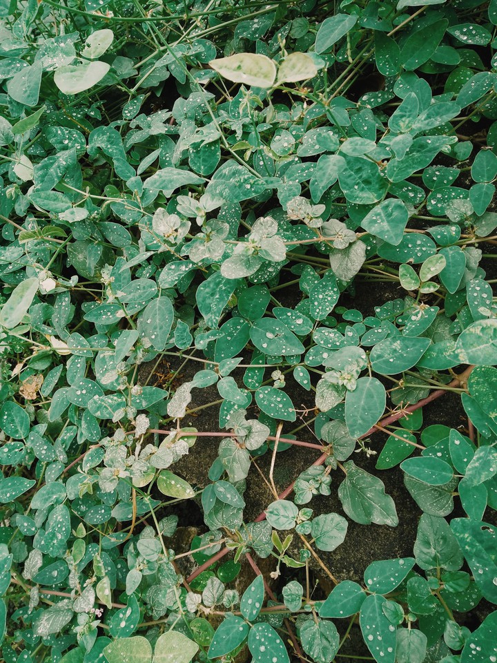 leaves