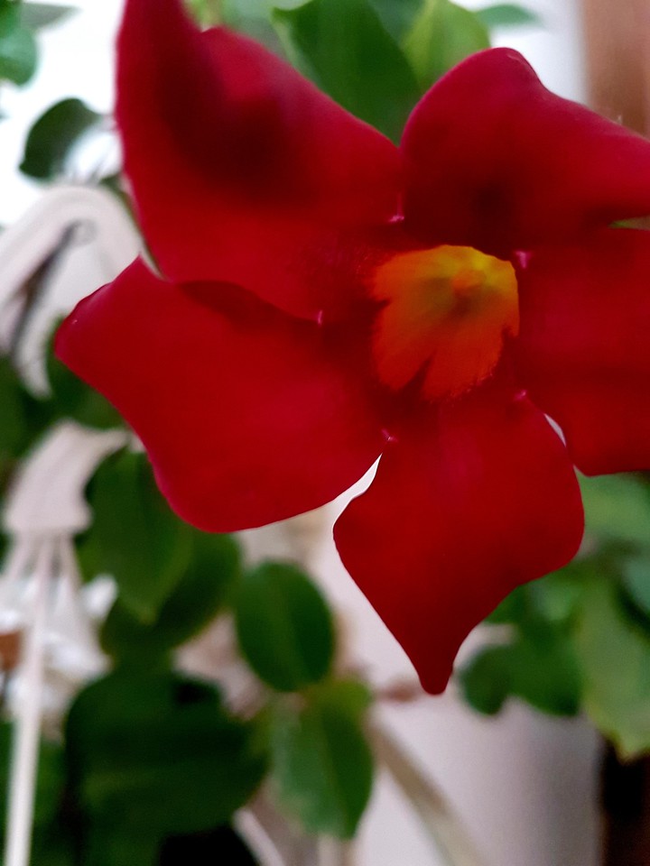 fiore