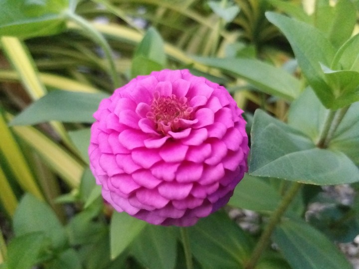 beautiful pink flower