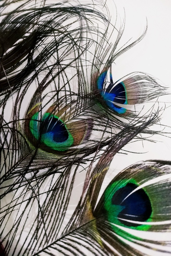 #feather #peacock