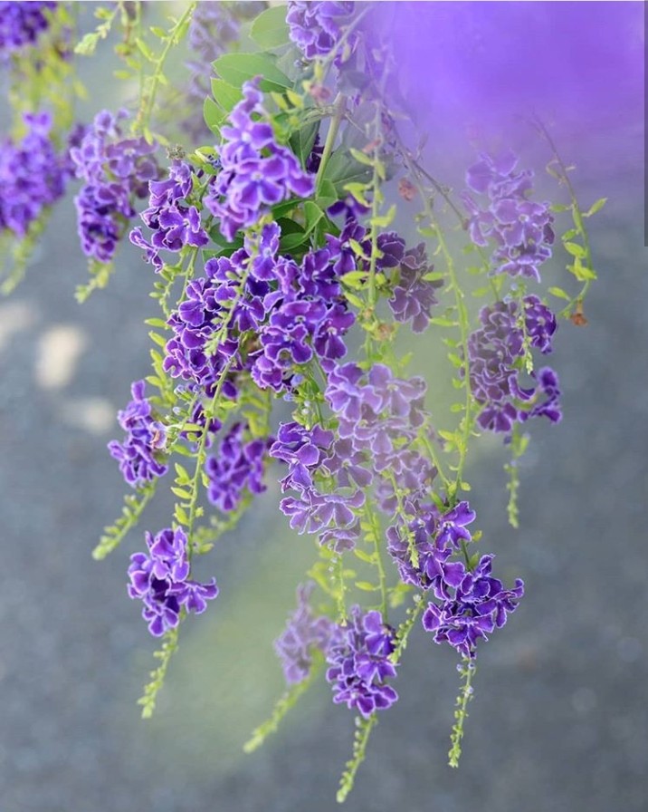purple