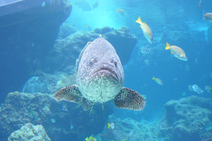 fish