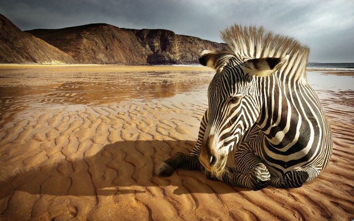 Zebra