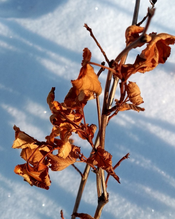 Winter