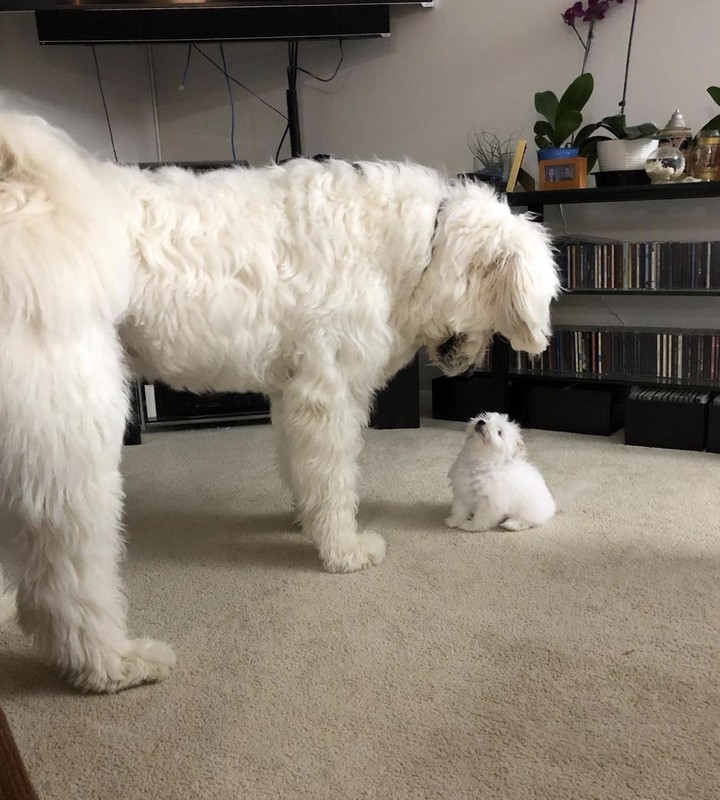 Dogs