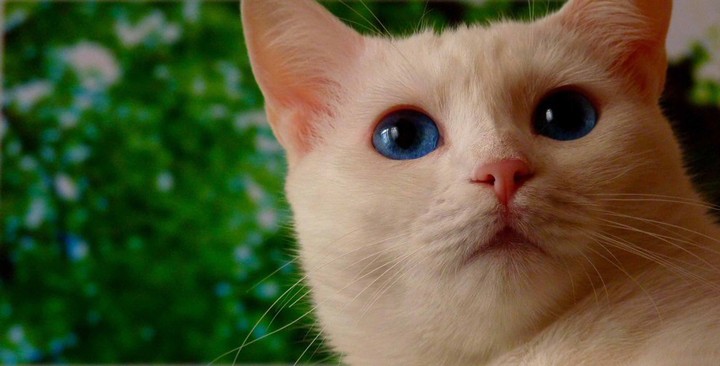 blue eyes