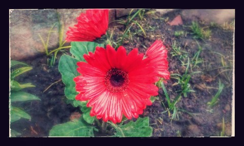 flor roja