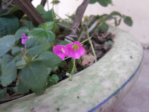 Little flower