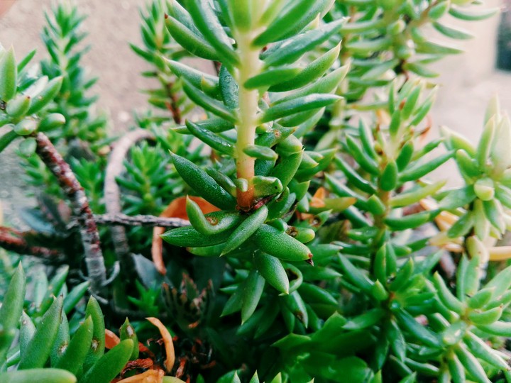 green plant