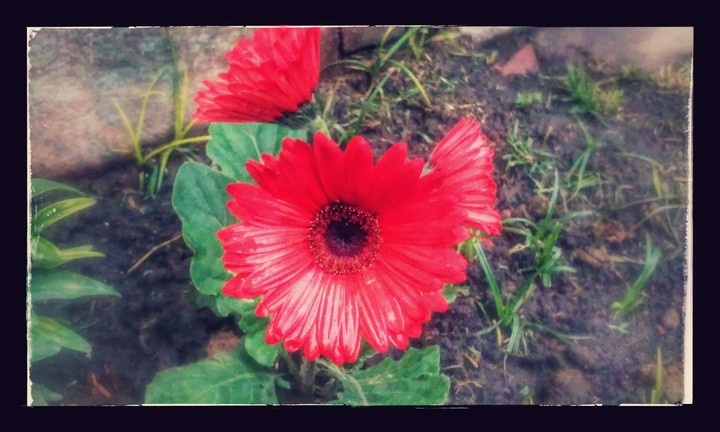 flor roja