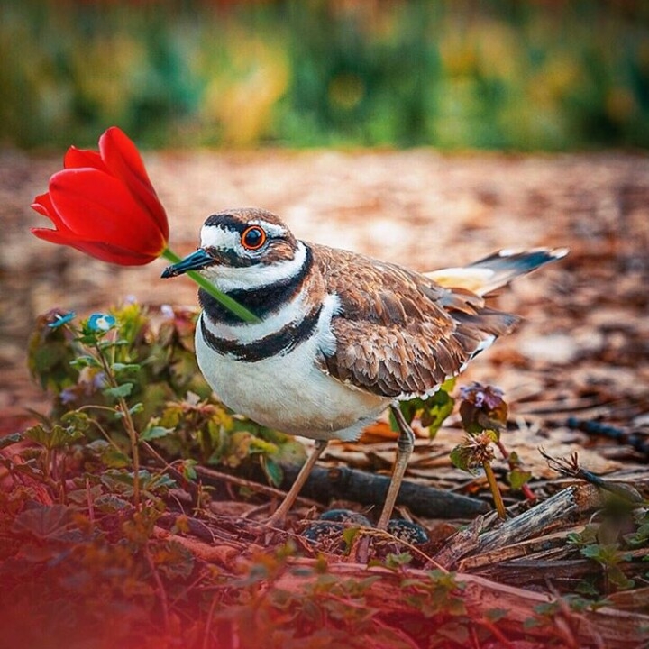 oiseaux...
