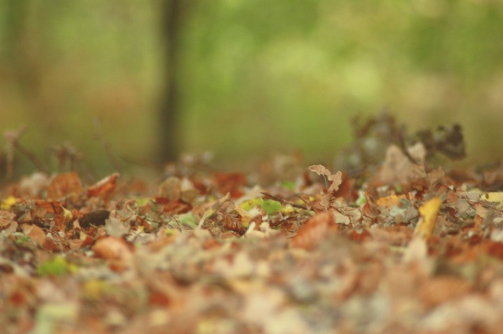 Autum