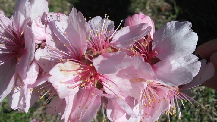 Blüten