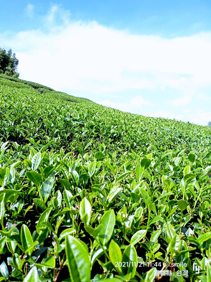 茶葉山