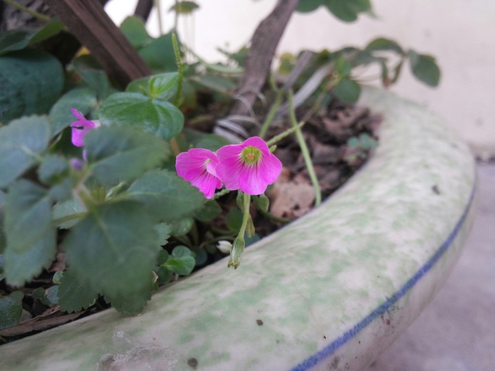 Little flower