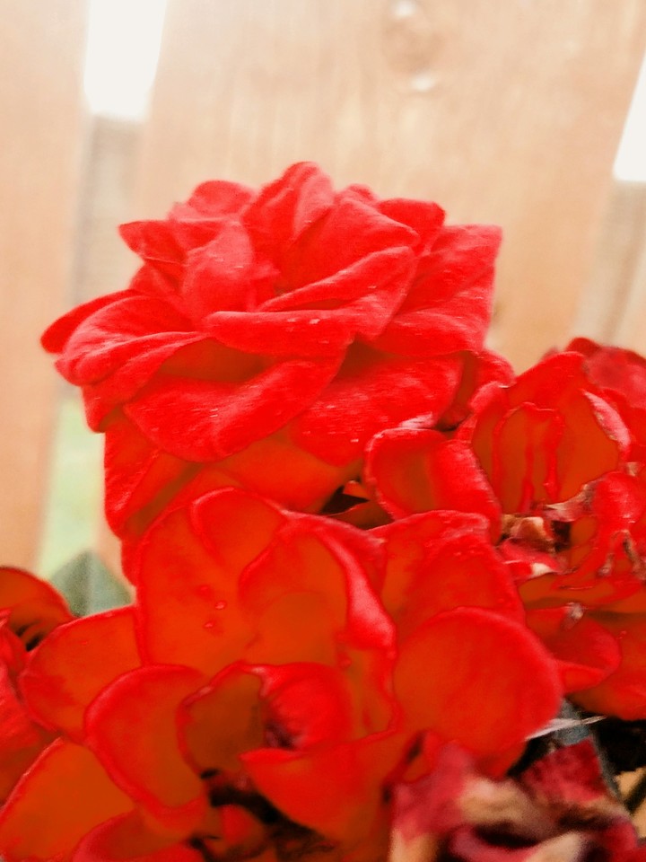 roses